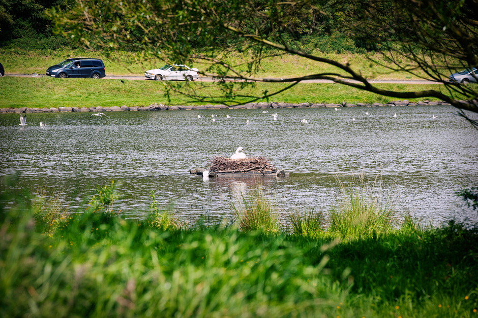 swan in Dunsapie Loch